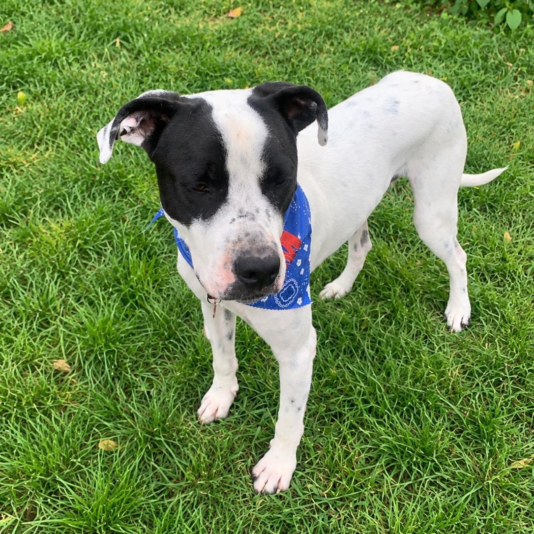 Enlarge KERMIT (Kind, Loves Affection, LOVES ALL AGES, Good With Dogs, Loves Water, Fostering in RI) ), a Adoptable mixed breed in Albany, NY image 3/6
