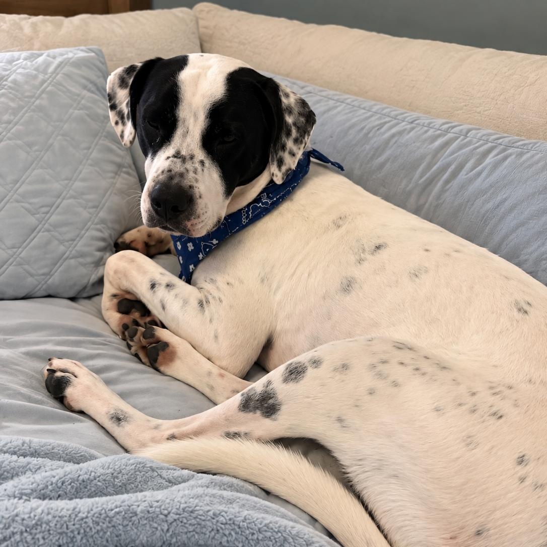 Enlarge KERMIT (Kind, Loves Affection, LOVES ALL AGES, Good With Dogs, Loves Water, Fostering in RI) ), a Adoptable mixed breed in Albany, NY image 5/6