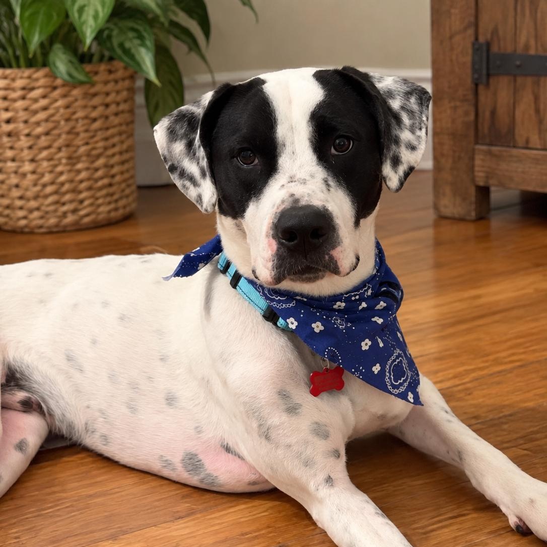 KERMIT (Kind, Loves Affection, LOVES ALL AGES, Good With Dogs, Loves Water, Fostering in RI) ) photo