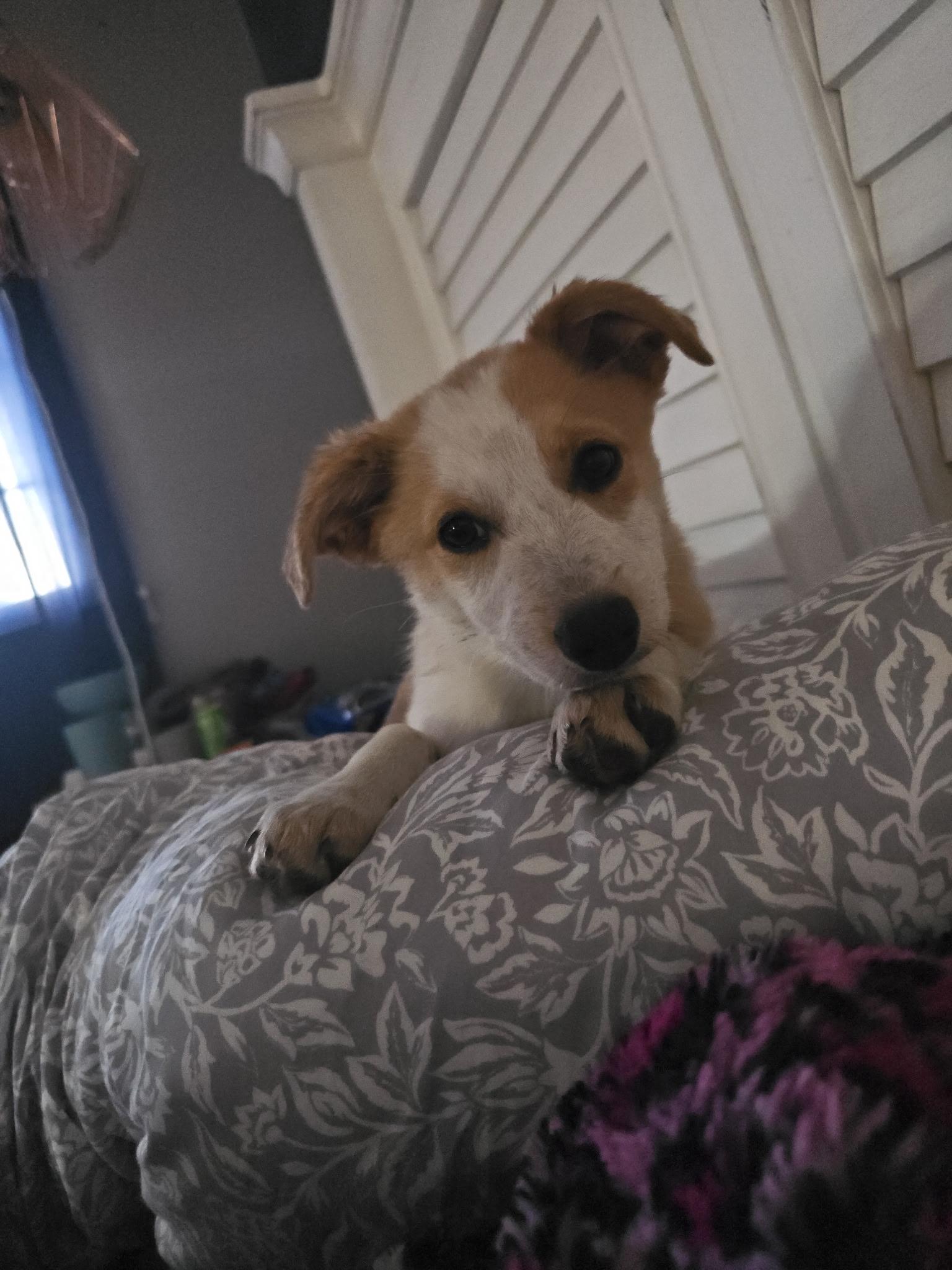 Enlarge Ruby Jo, a ADOPTABLE mixed breed in Pasco, WA image 3/4