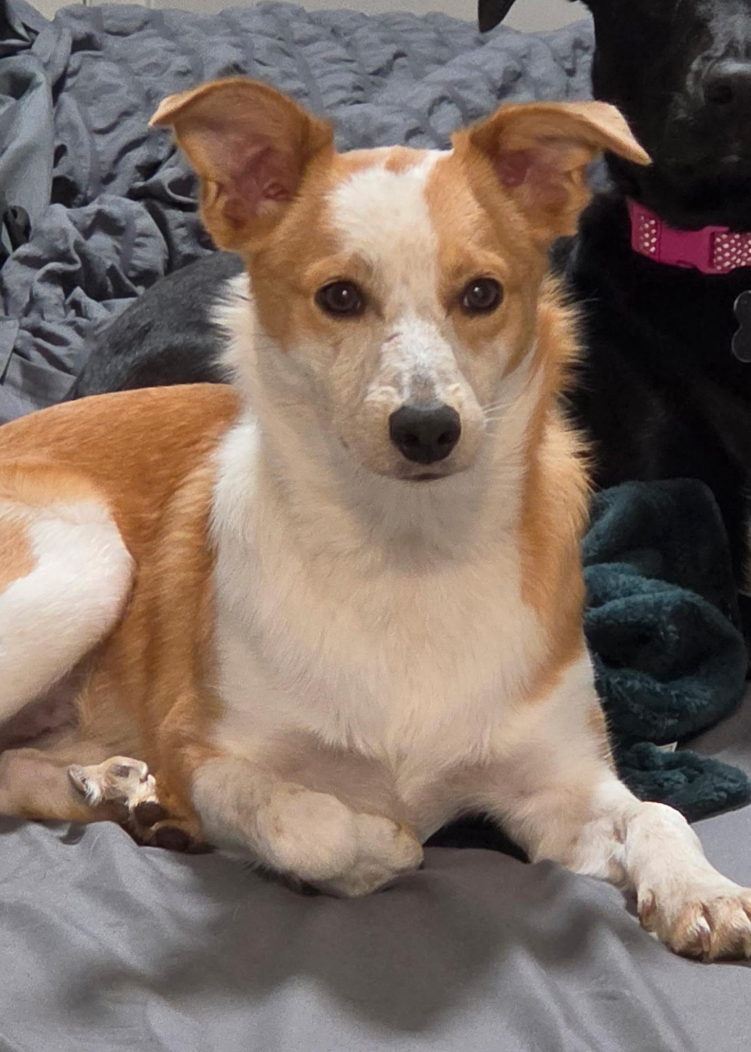 Enlarge Ruby Jo, a ADOPTABLE mixed breed in Pasco, WA image 2/4