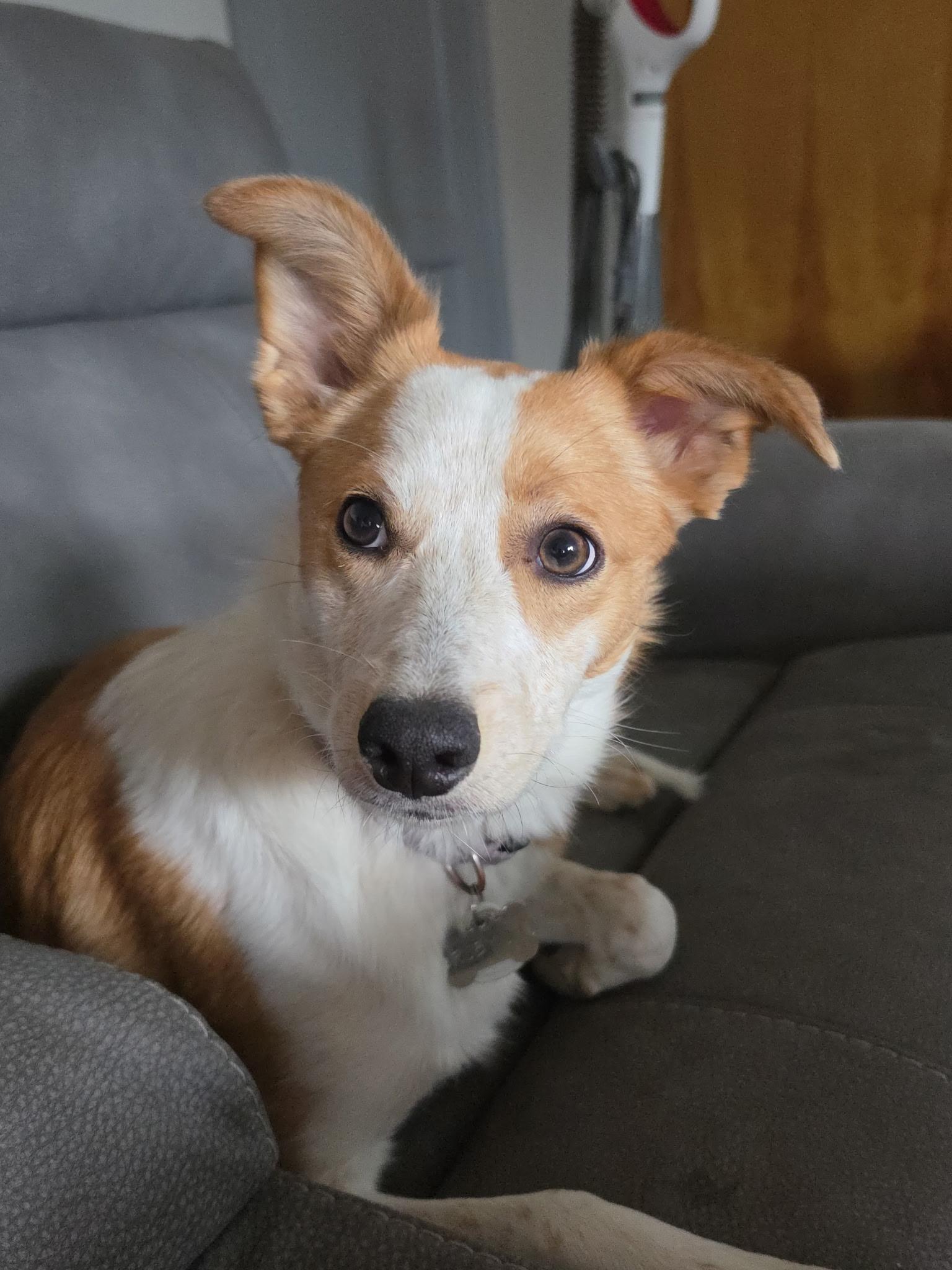 Enlarge Ruby Jo, a ADOPTABLE mixed breed in Pasco, WA image 1/4