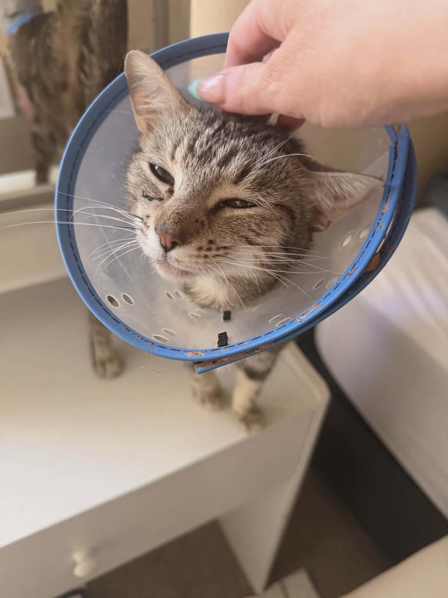 Enlarge Michelle, an adopted Tabby in Temecula, CA image 3/5