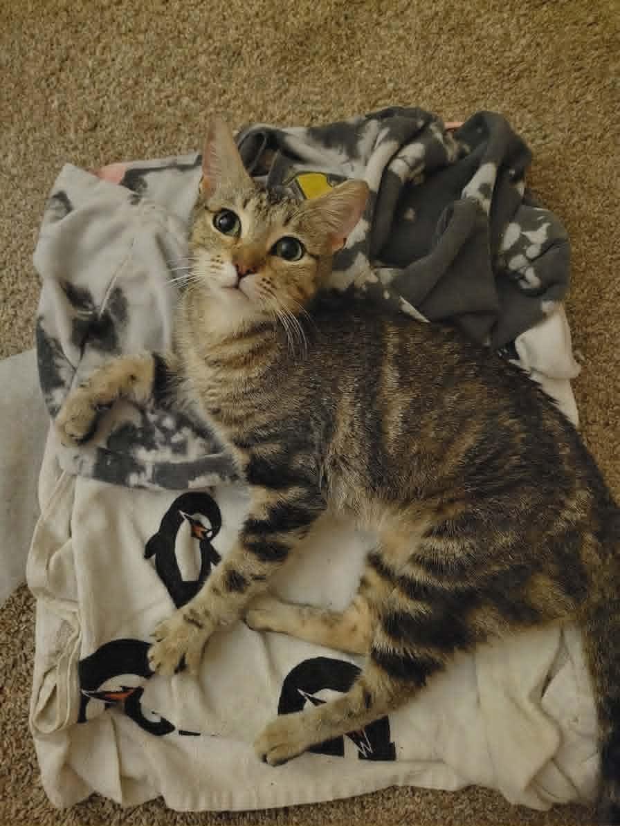 Enlarge Michelle, an adopted Tabby in Temecula, CA image 5/5