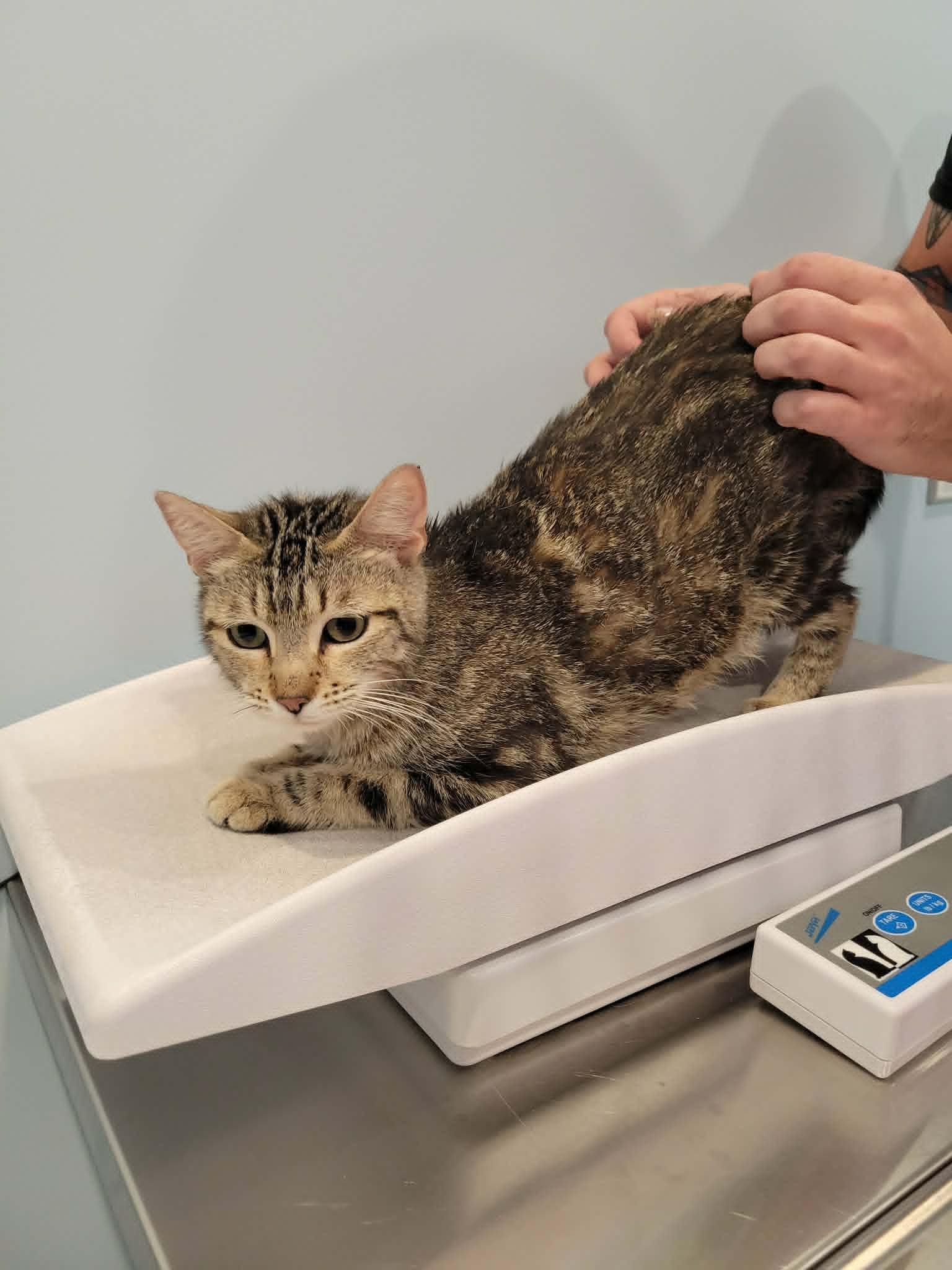 Enlarge Michelle, an adopted Tabby in Temecula, CA image 4/5