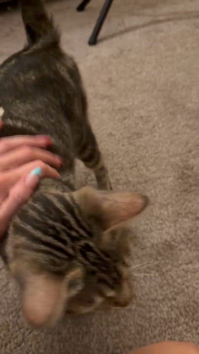 Enlarge Michelle, an adopted Tabby in Temecula, CA video 2/5