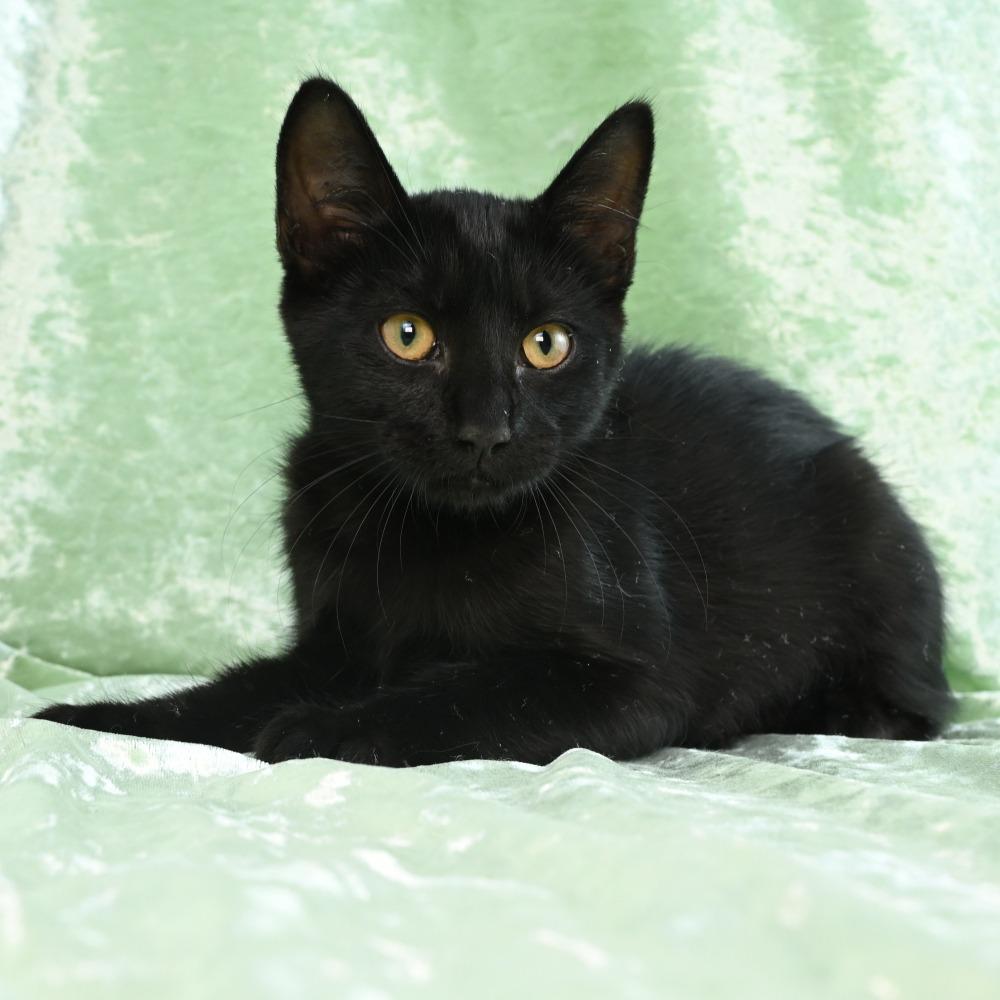 Ripley, Adoptable, Young Male Domestic Short Hair.