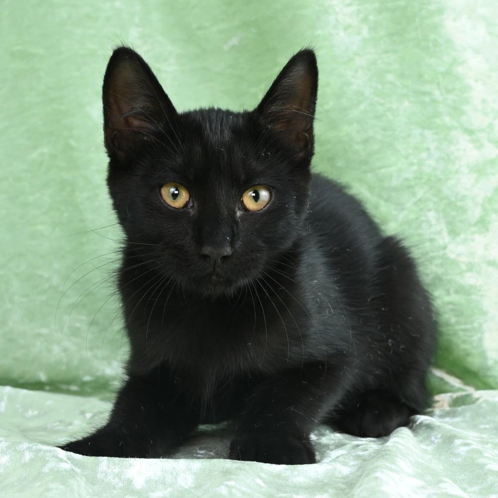 Enlarge Ripley, a Adoptable Domestic Short Hair in Mobile, AL image 2/6