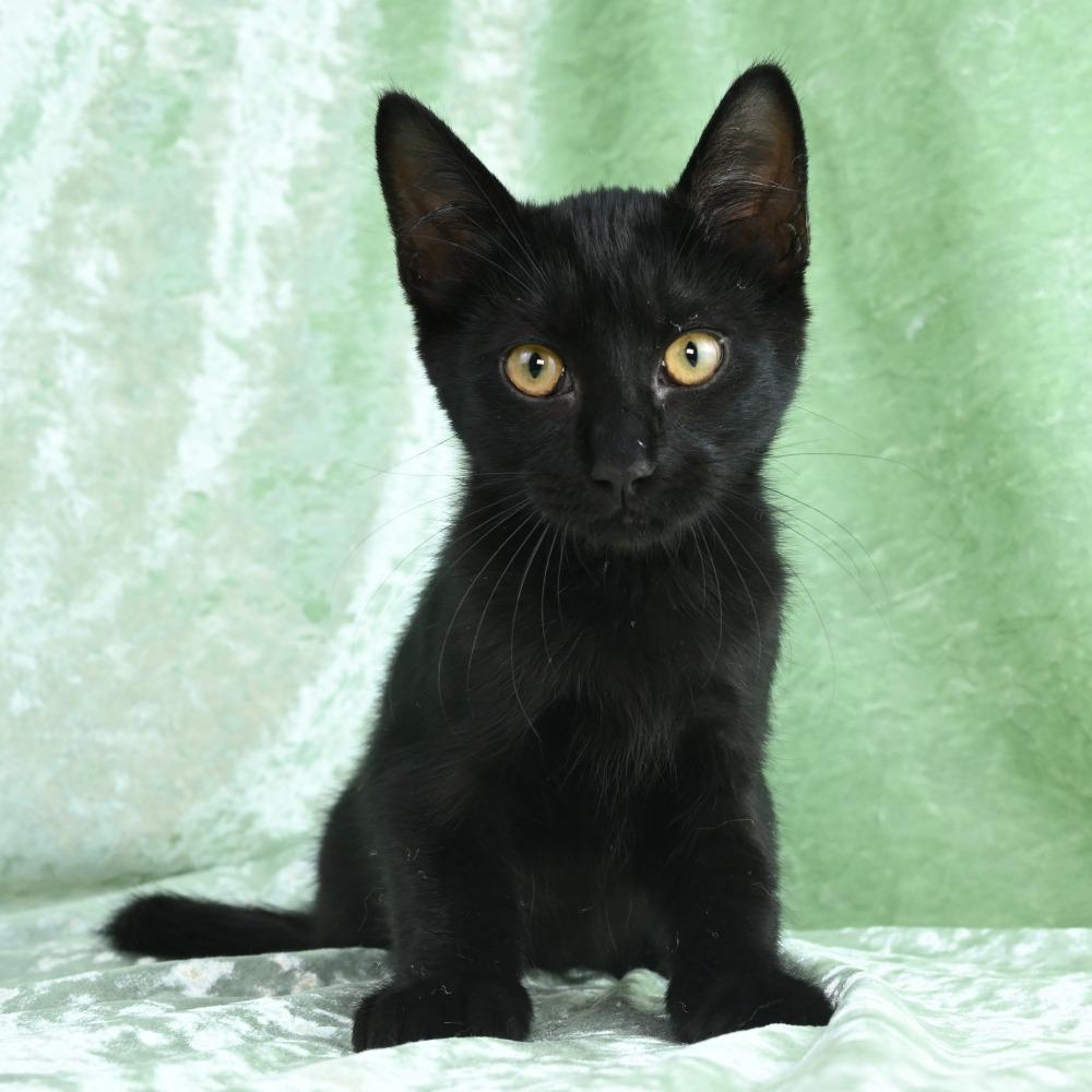 Enlarge Ripley, a Adoptable Domestic Short Hair in Mobile, AL image 3/6