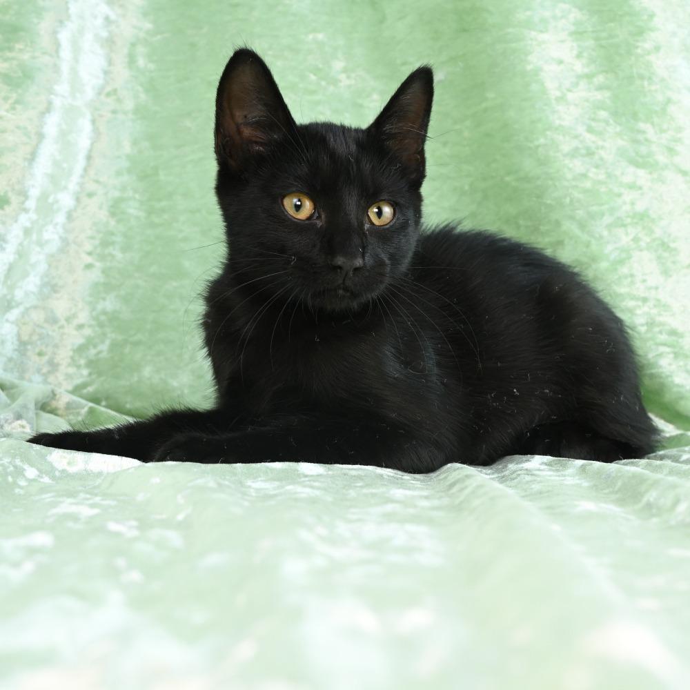 Enlarge Ripley, a Adoptable Domestic Short Hair in Mobile, AL image 4/6