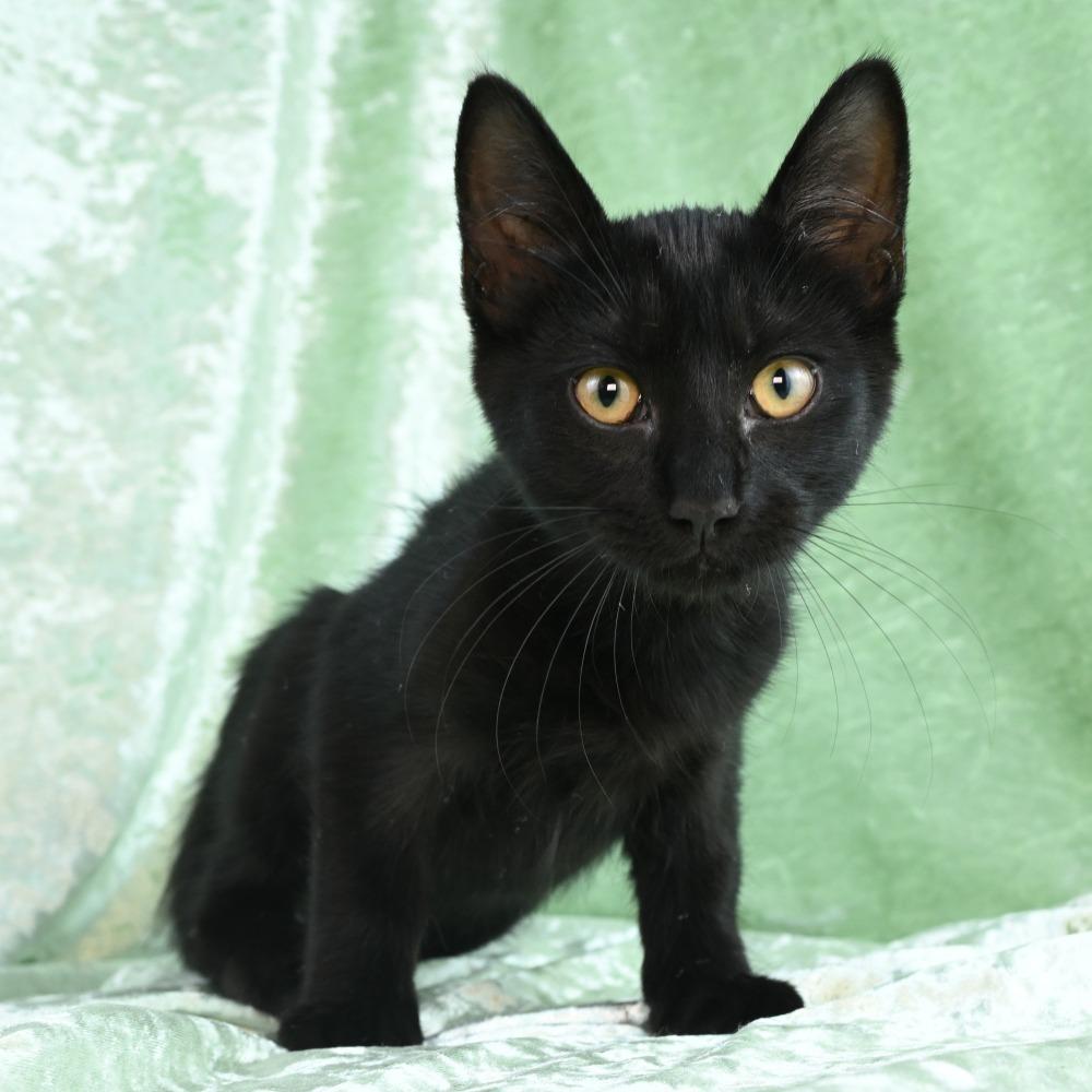 Enlarge Ripley, a Adoptable Domestic Short Hair in Mobile, AL image 5/6