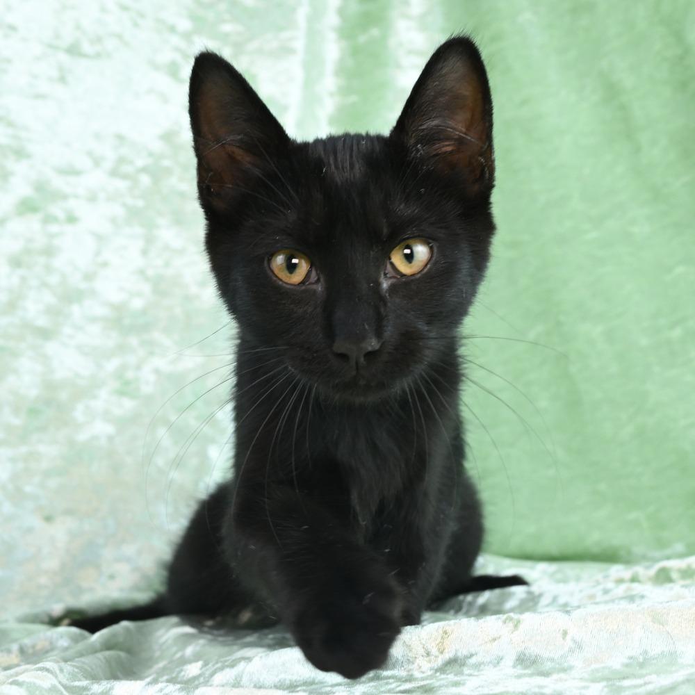 Enlarge Ripley, a Adoptable Domestic Short Hair in Mobile, AL image 6/6