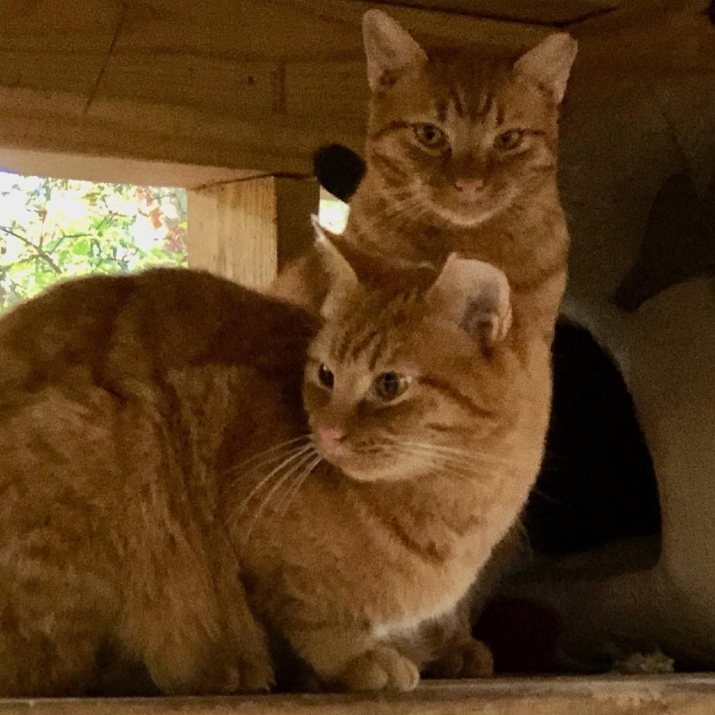 *Courtesy Listing - Tom & Jerry, Adoptable, Adult Male Domestic Short Hair.