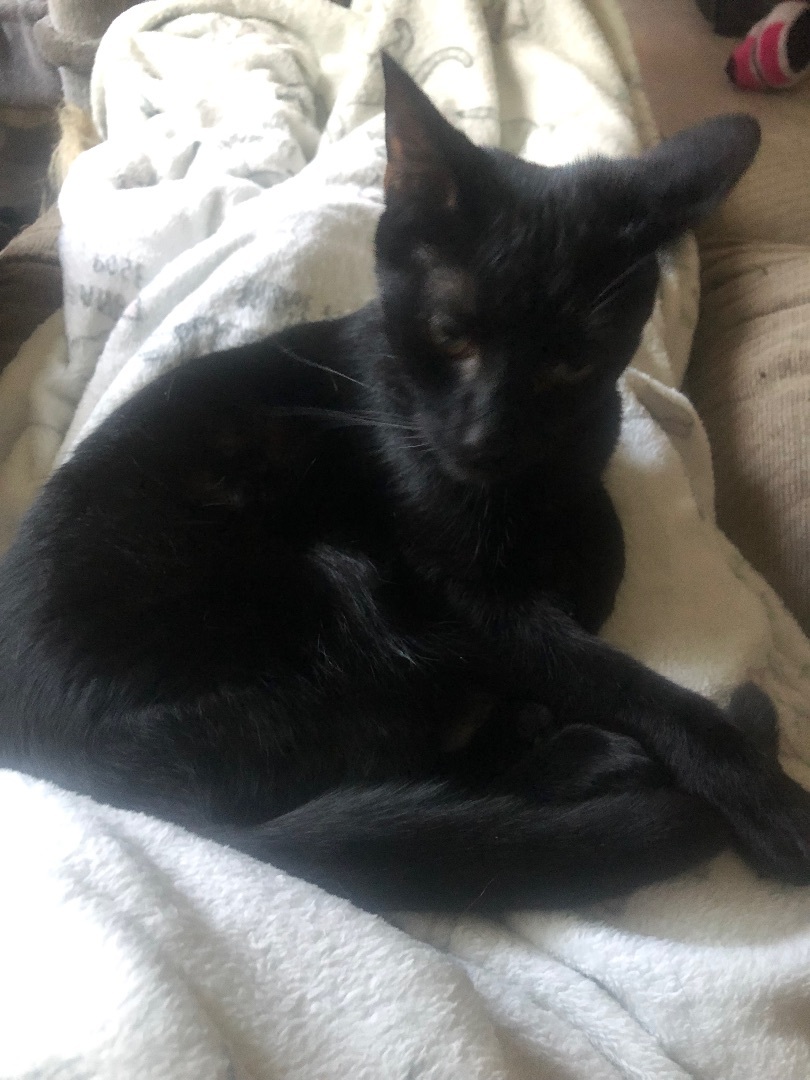 Chile, a Adoptable Domestic Short Hair in Garden City, MI image 1/5