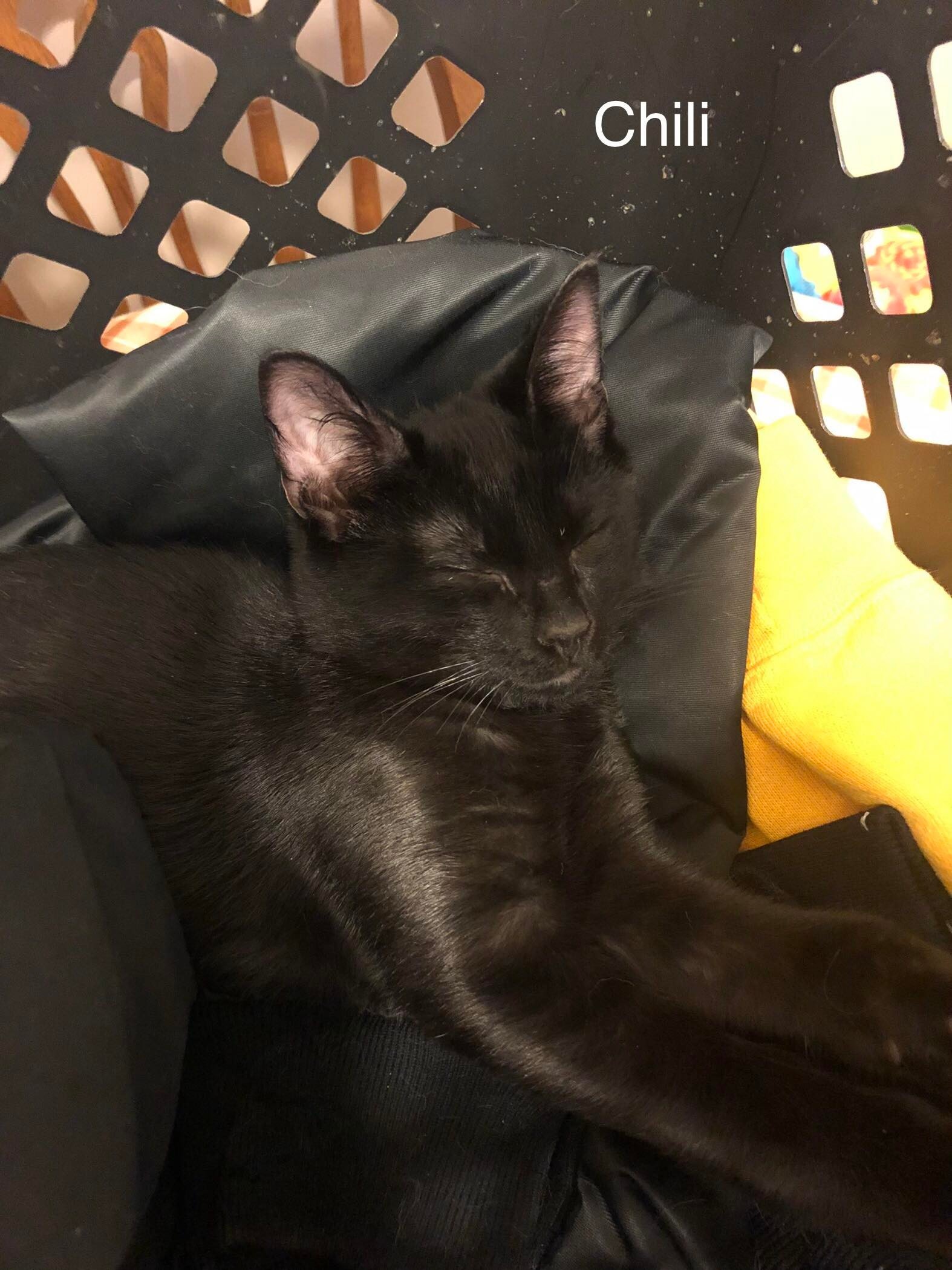 Chile, a Adoptable Domestic Short Hair in Garden City, MI image 2/5