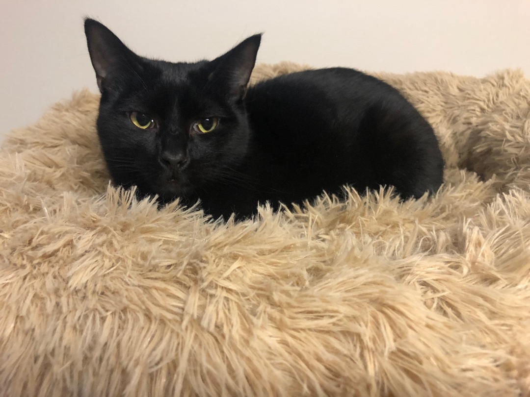 Chile, a Adoptable Domestic Short Hair in Garden City, MI image 3/5