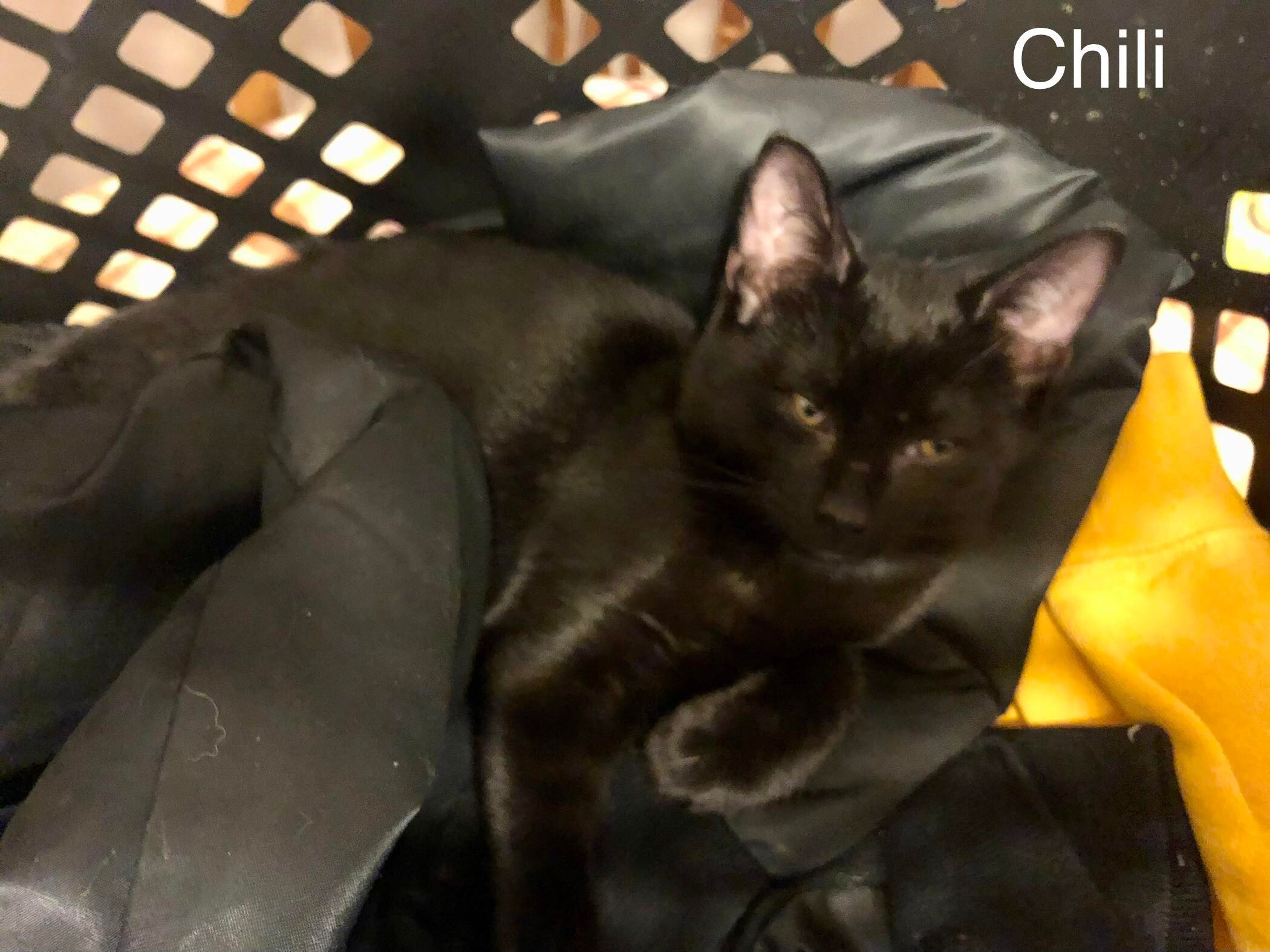 Chile, a Adoptable Domestic Short Hair in Garden City, MI image 4/5