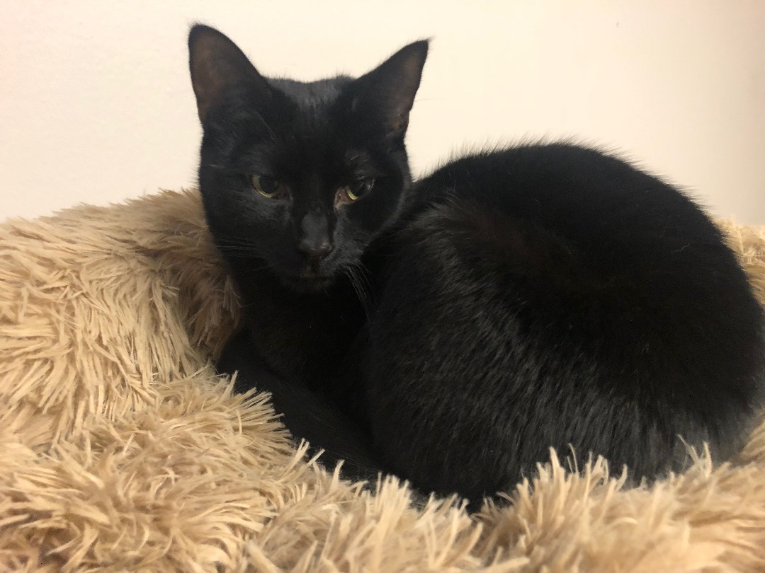 Chile, a Adoptable Domestic Short Hair in Garden City, MI image 5/5