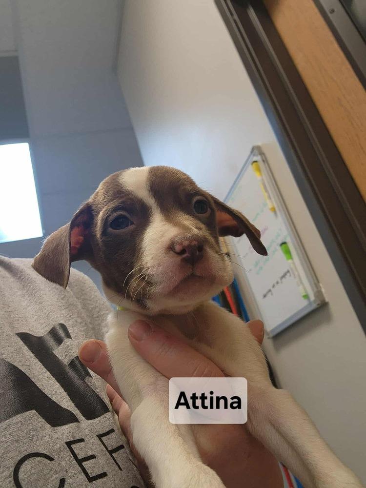 Enlarge Attina, a Adoptable mixed breed in Clinton Township, MI image 1/6