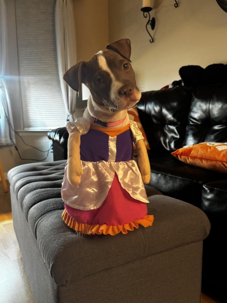 Enlarge Attina, a Adoptable mixed breed in Clinton Township, MI image 2/6