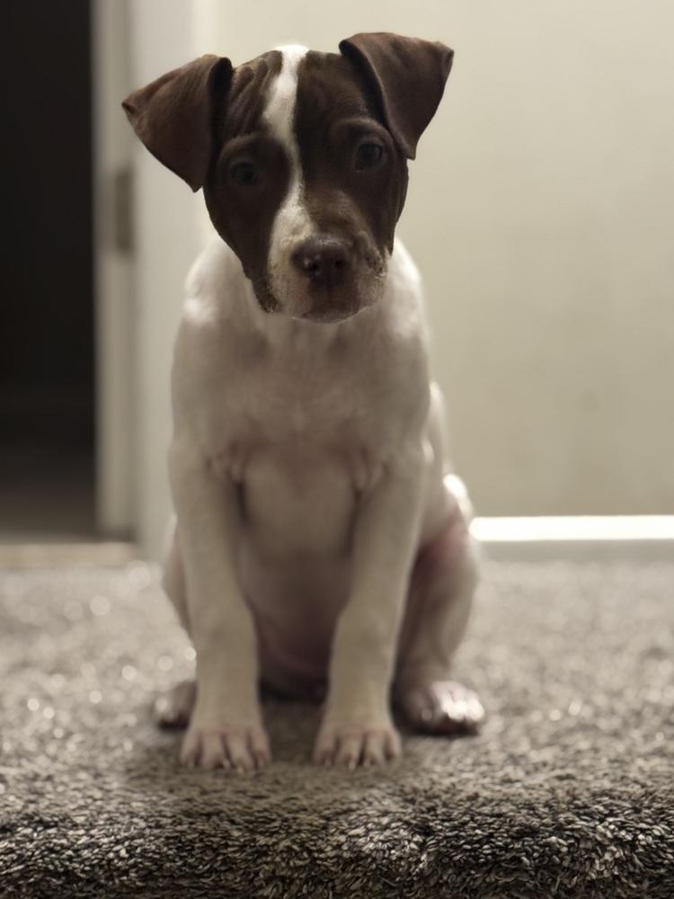 Enlarge Attina, a Adoptable mixed breed in Clinton Township, MI image 3/6