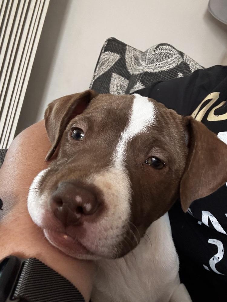 Enlarge Attina, a Adoptable mixed breed in Clinton Township, MI image 4/6