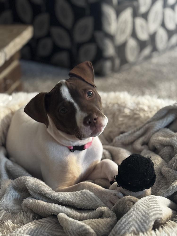 Enlarge Attina, a Adoptable mixed breed in Clinton Township, MI image 5/6