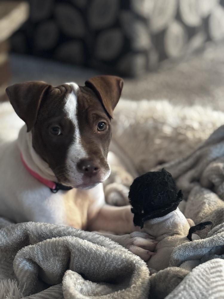 Enlarge Attina, a Adoptable mixed breed in Clinton Township, MI image 6/6