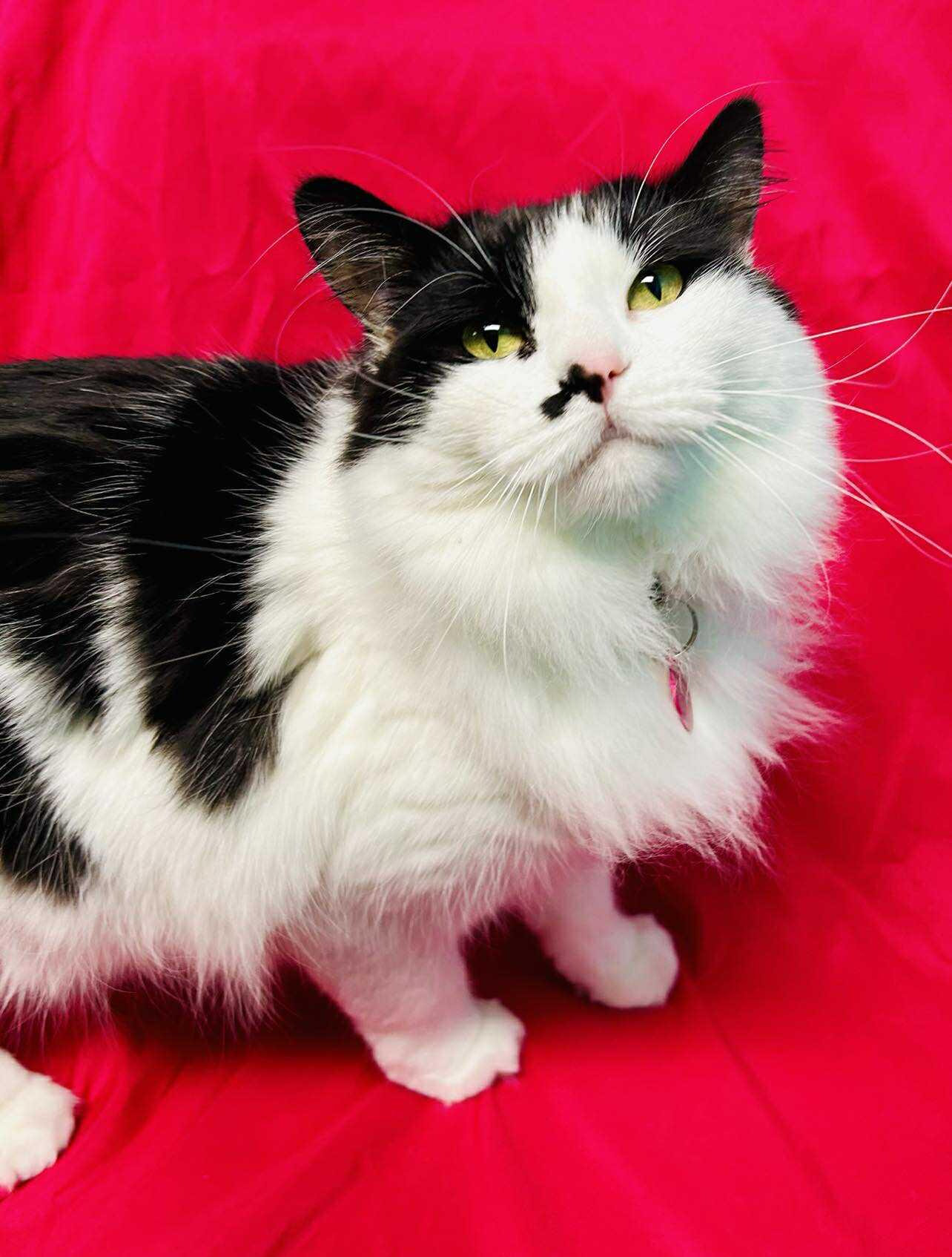 Enlarge Reverie , an adopted Domestic Long Hair in Alexandria, MN image 1/3