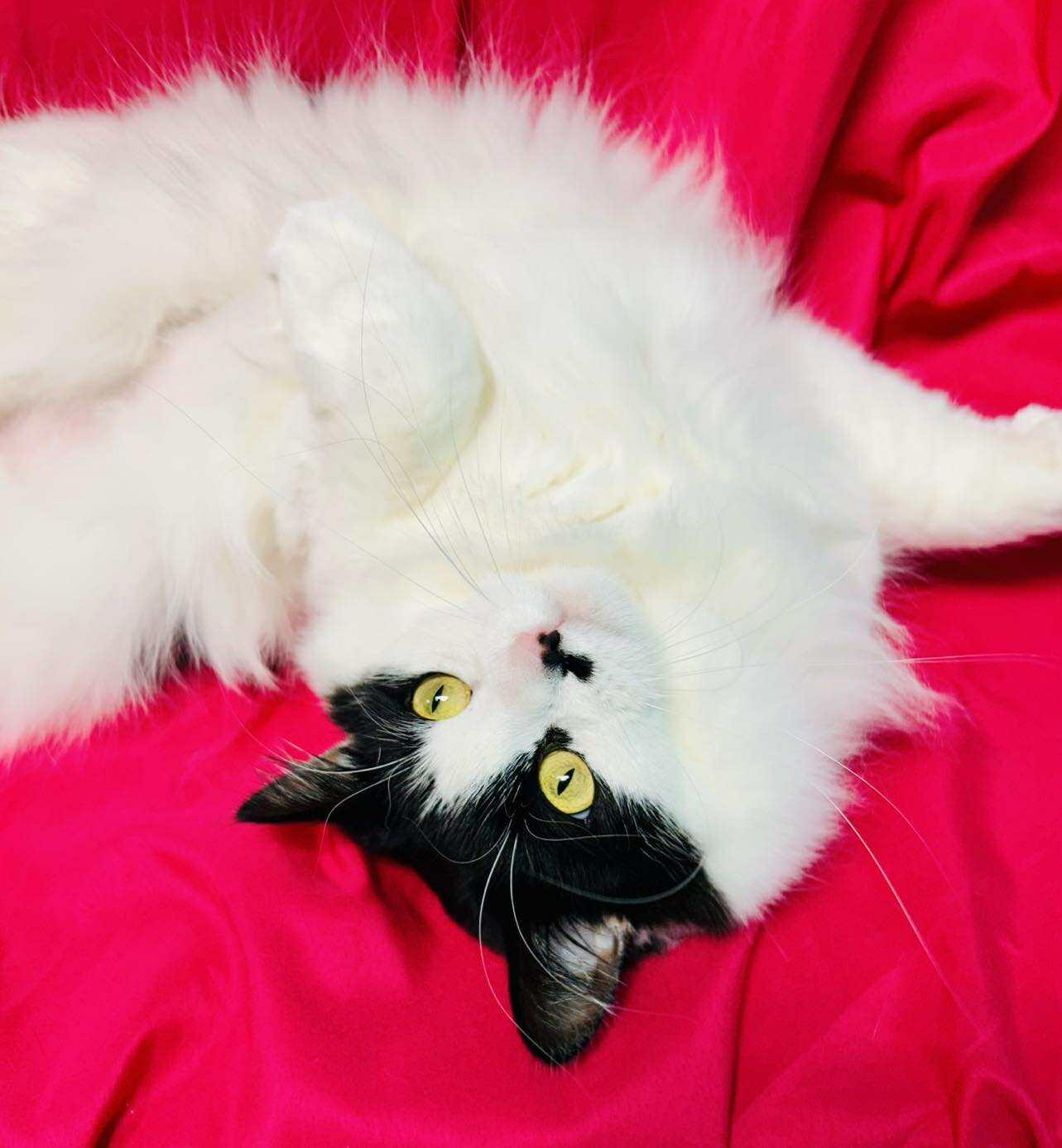 Enlarge Reverie , an adopted Domestic Long Hair in Alexandria, MN image 2/3