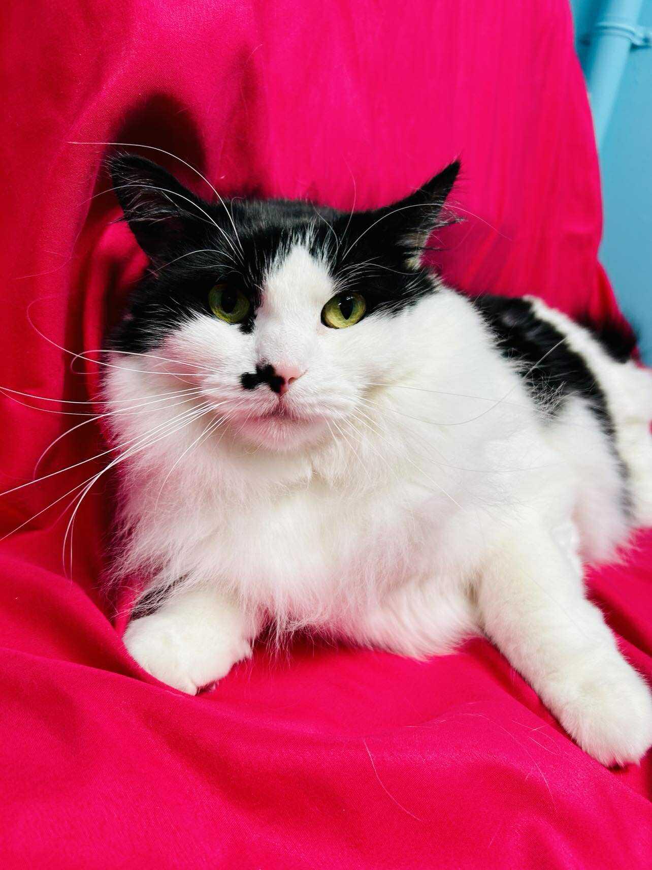 Enlarge Reverie , an adopted Domestic Long Hair in Alexandria, MN image 3/3