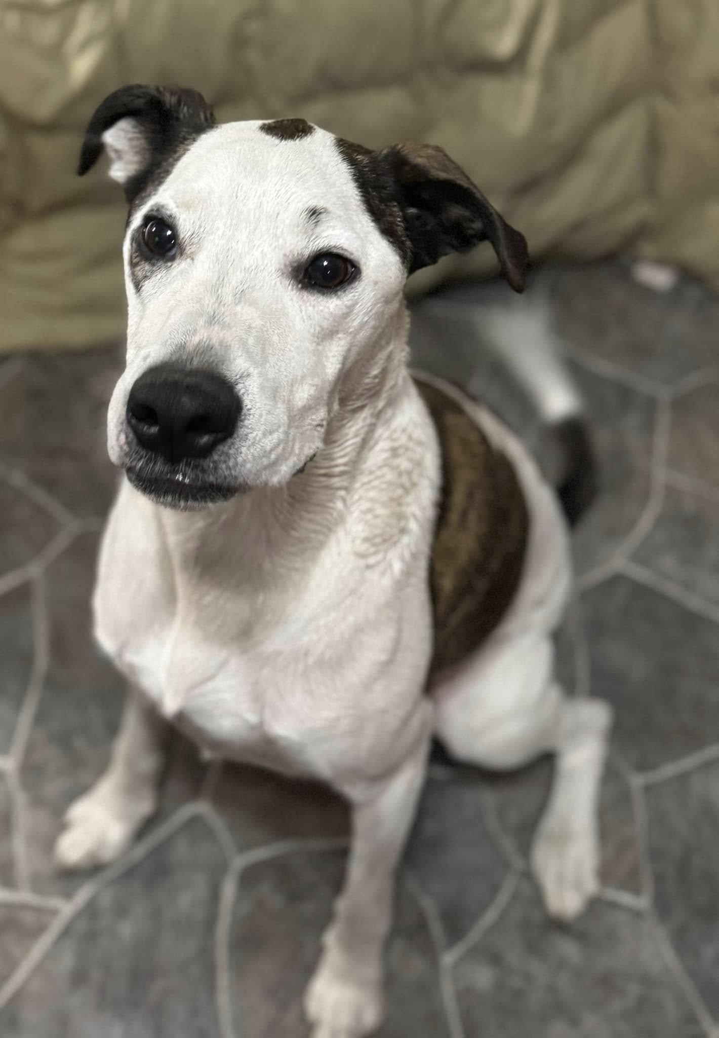 Rawley, a Adoptable mixed breed in Navarre, FL image 2/3