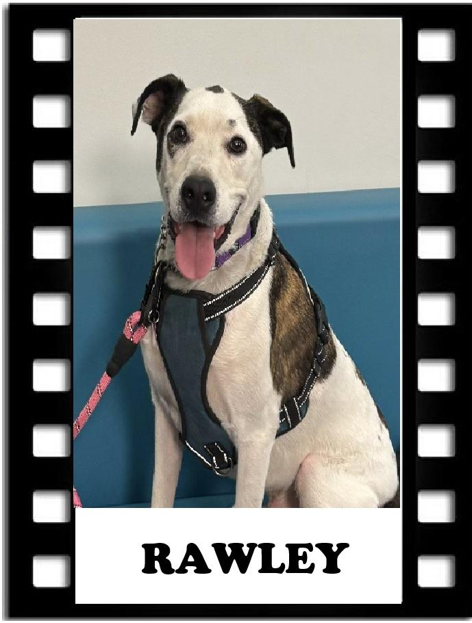 Rawley, a Adoptable mixed breed in Navarre, FL image 1/3