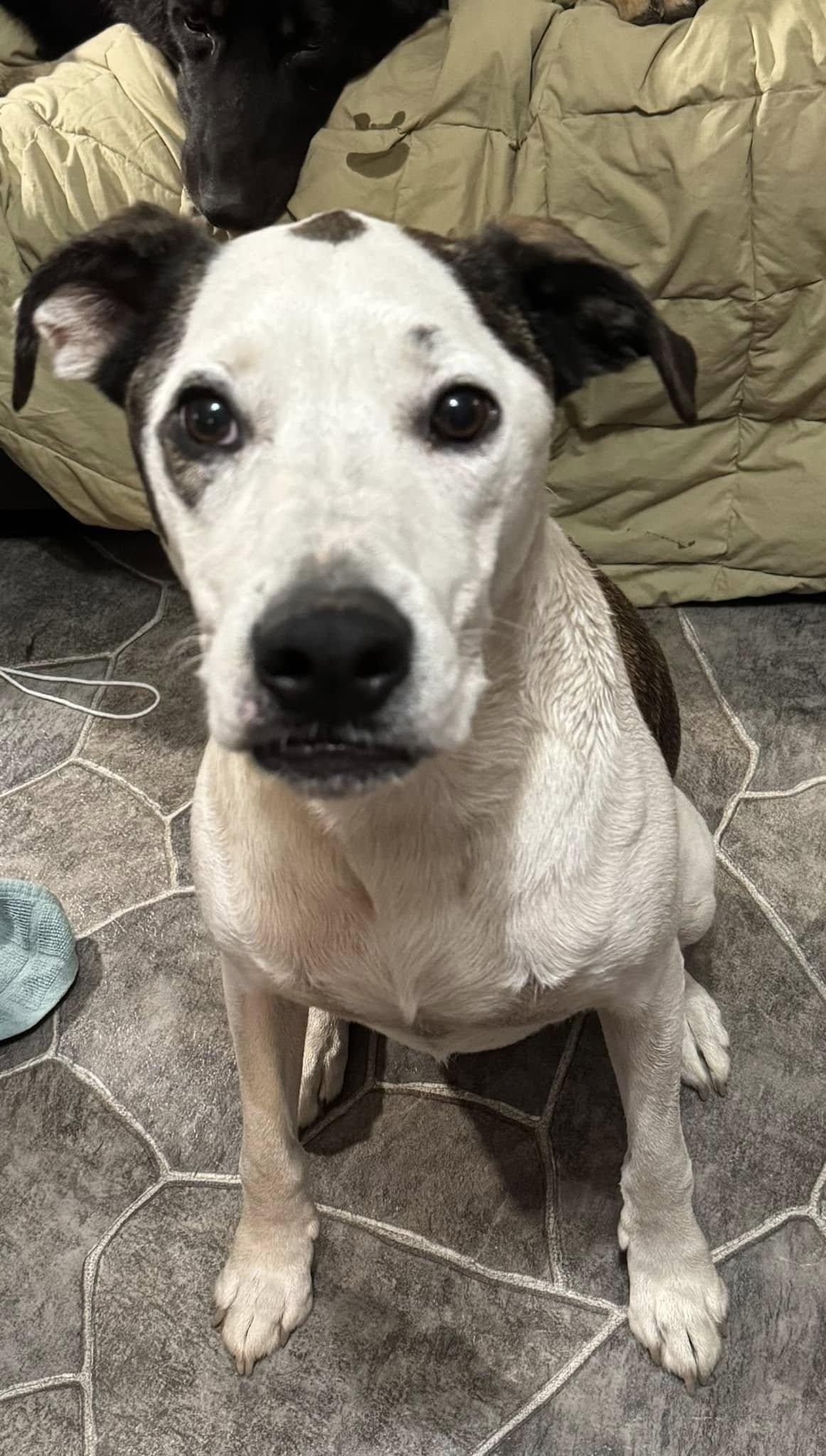 Rawley, a Adoptable mixed breed in Navarre, FL image 3/3