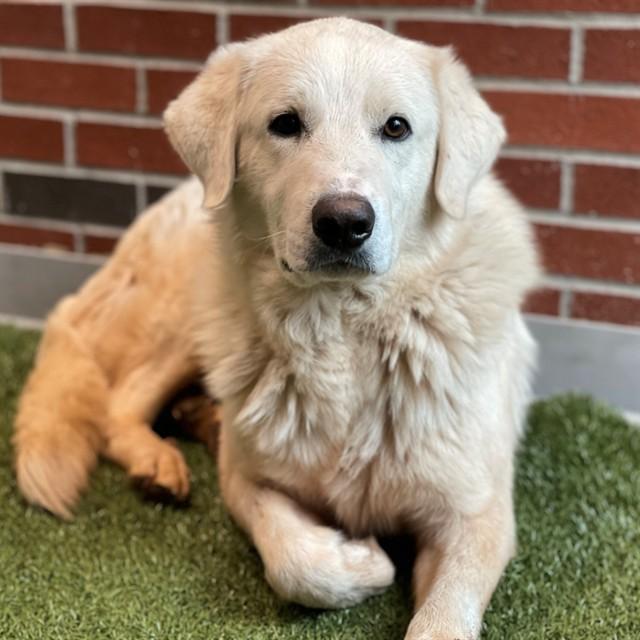 CLAY WALKER, Adoptable, Young Male Great Pyrenees & Mixed Breed.