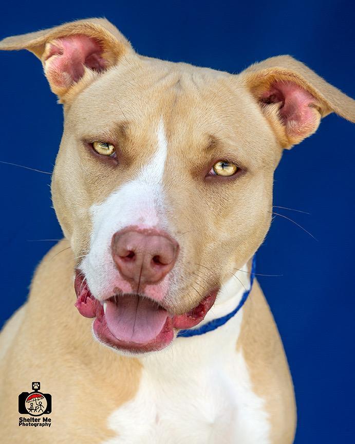 Audrey, Adoptable, Young Female Pit Bull Terrier.