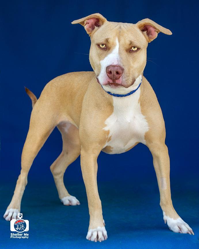 Enlarge Audrey, a Adoptable Pit Bull Terrier in Denham Springs, LA image 2/2