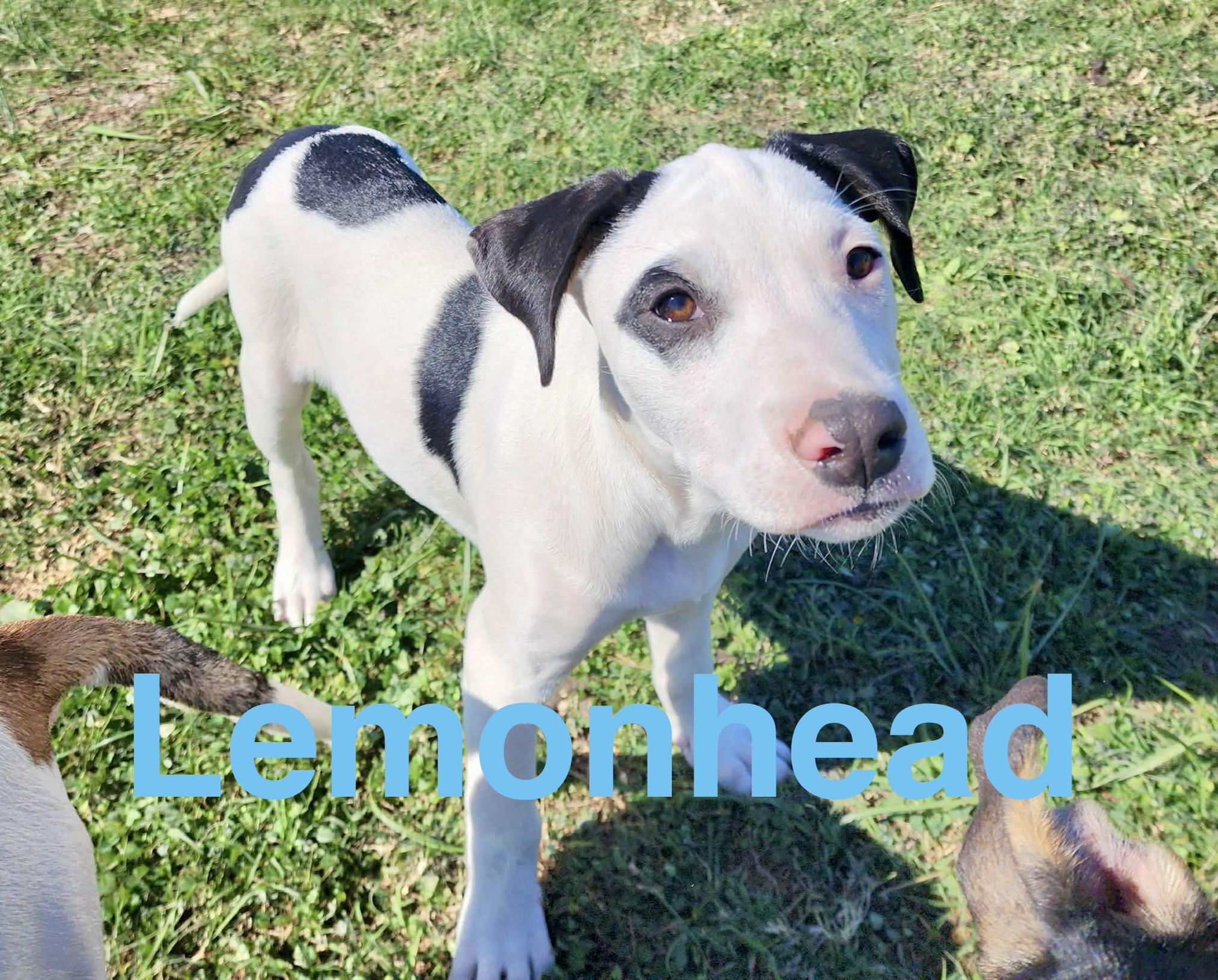Lemonhead , Adoptable, Puppy Male Terrier.