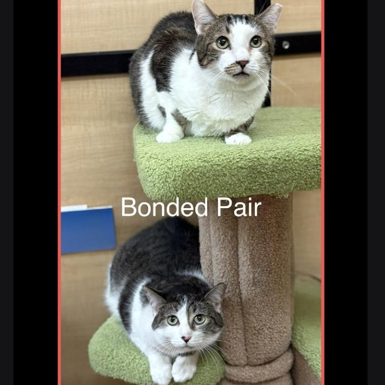 Mini and Jimmy (Bonded Pair), adoptable, Adult Female Domestic Short Hair.