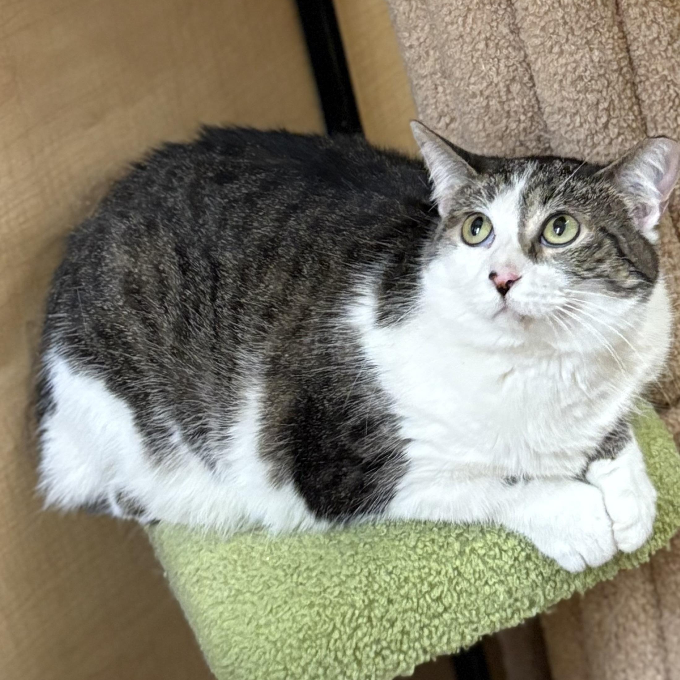 Enlarge Mini and Jimmy (Bonded Pair), an adoptable Domestic Short Hair in SCOTTSDALE, AZ image 3/4