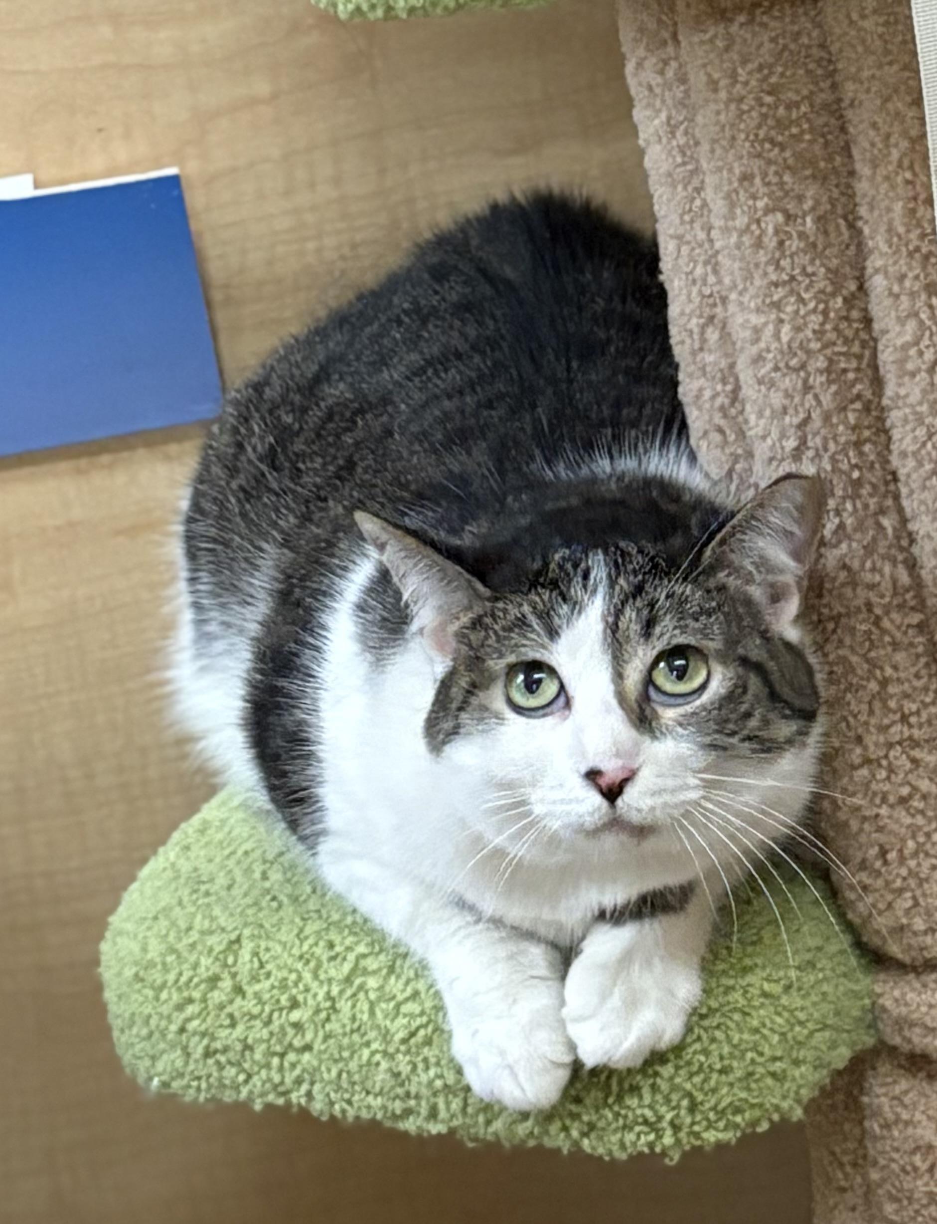 Mini and Jimmy (Bonded Pair)