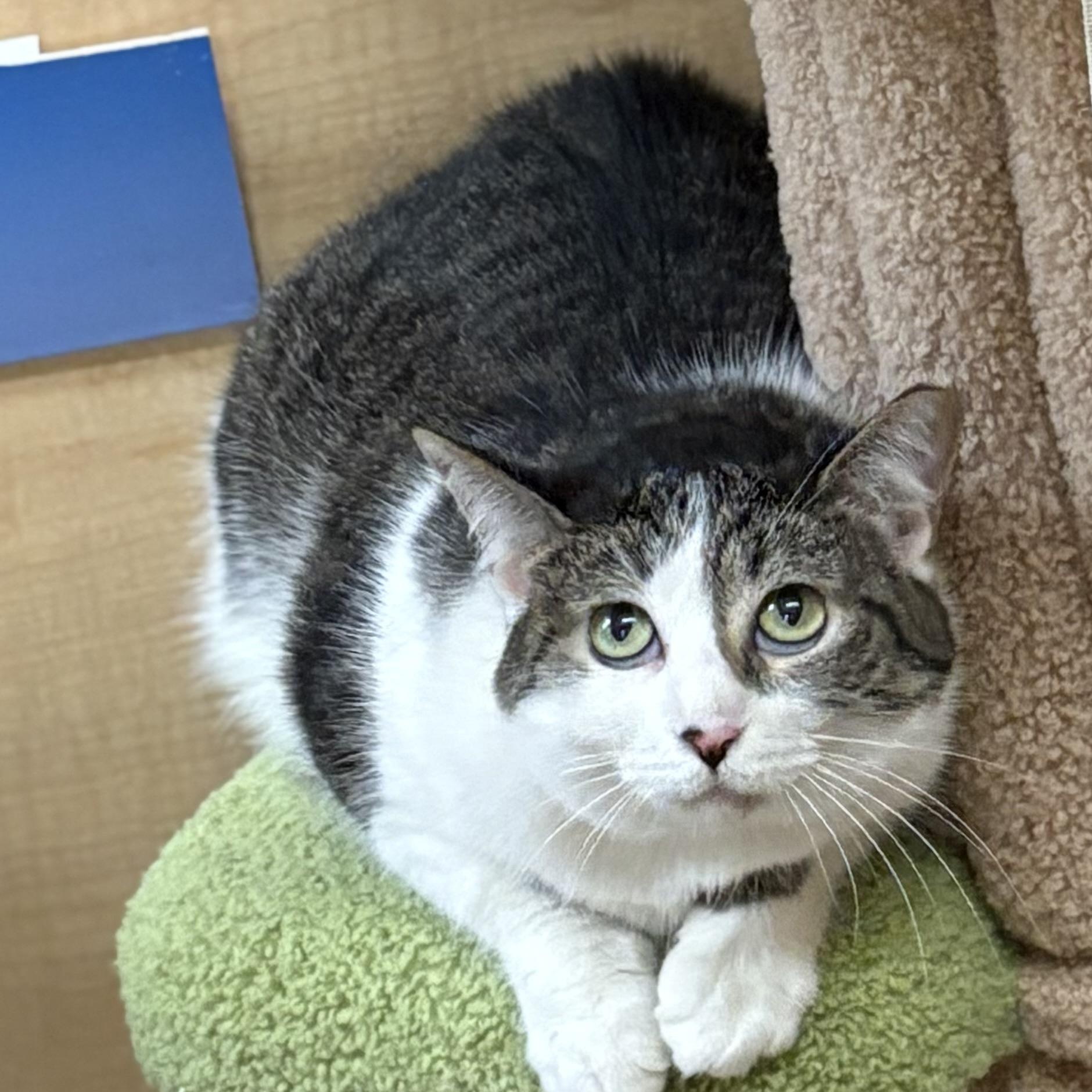 Enlarge Mini and Jimmy (Bonded Pair), an adoptable Domestic Short Hair in SCOTTSDALE, AZ image 2/4