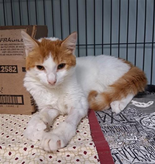 OLEANDER, Adoptable, Young Male Domestic Short Hair.