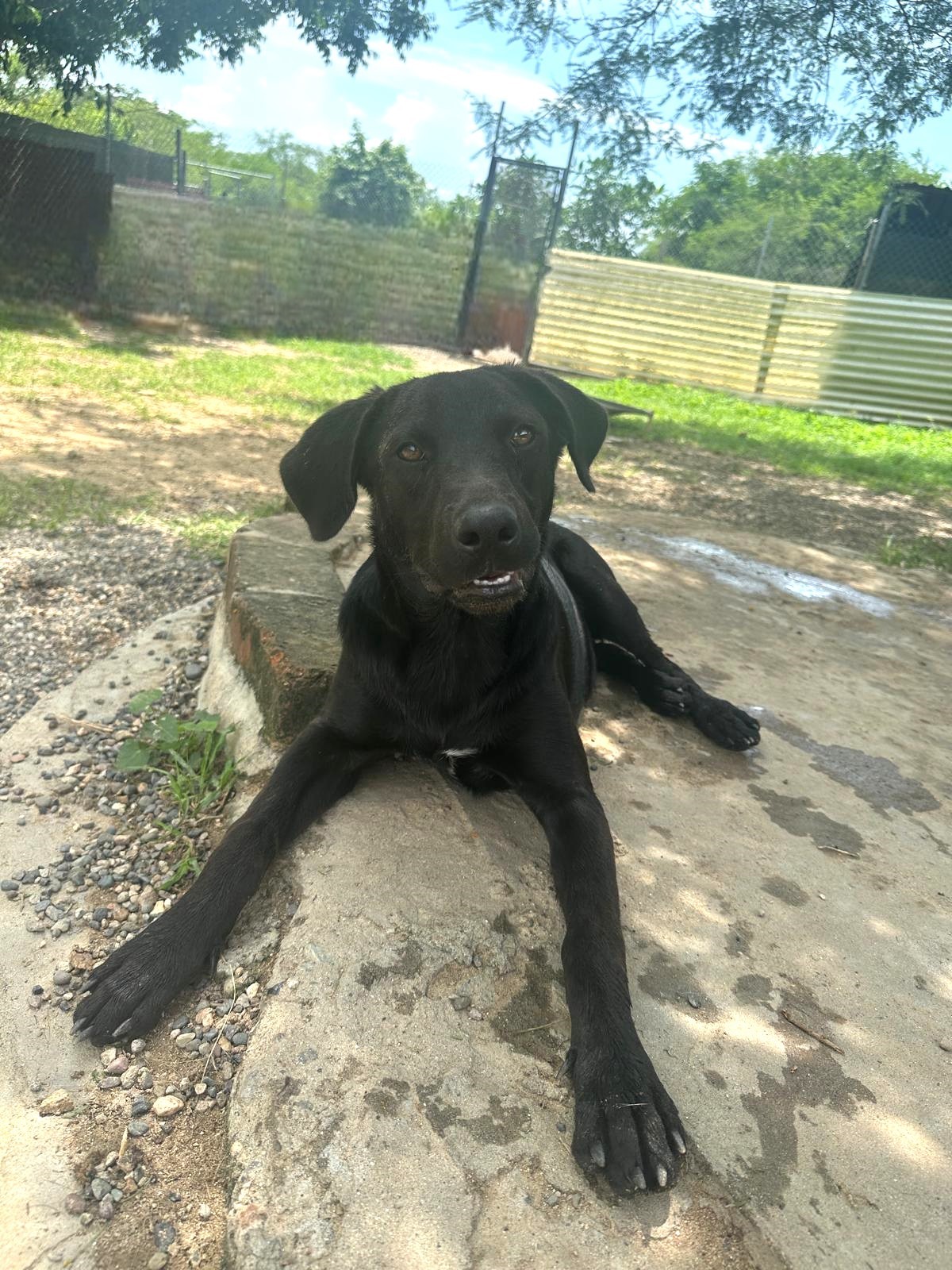 Dog for adoption Drake, a Mixed Breed in Comox, BC Petfinder