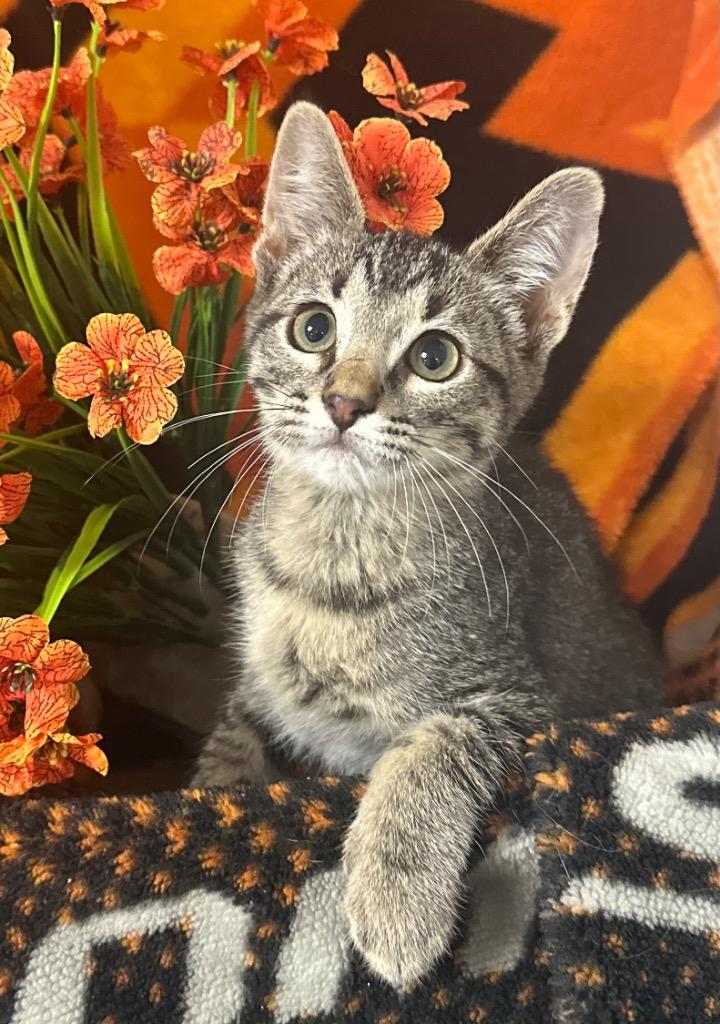 2/6/26 - Neptune, Adopted, Kitten Male Domestic Short Hair.