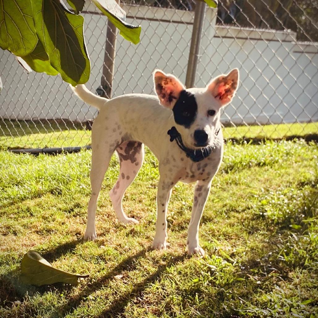 Patches, Adoptable, Adult Female Labrador Retriever.