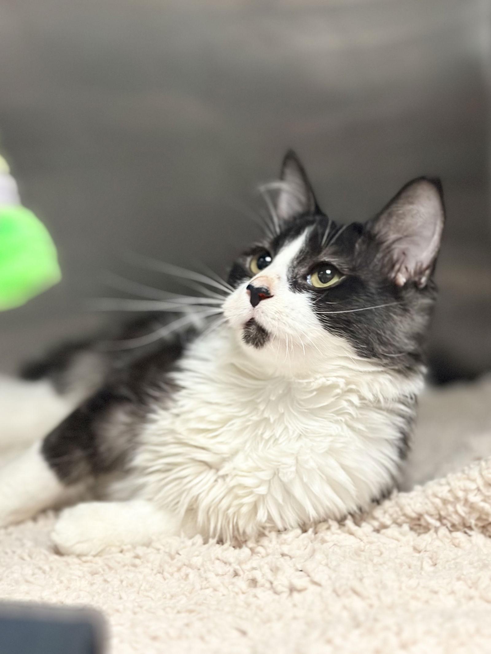 Fumble and Stumble -- Cerebellar Hypoplasia, Adoptable, Young Female Domestic Long Hair & Maine Coon.