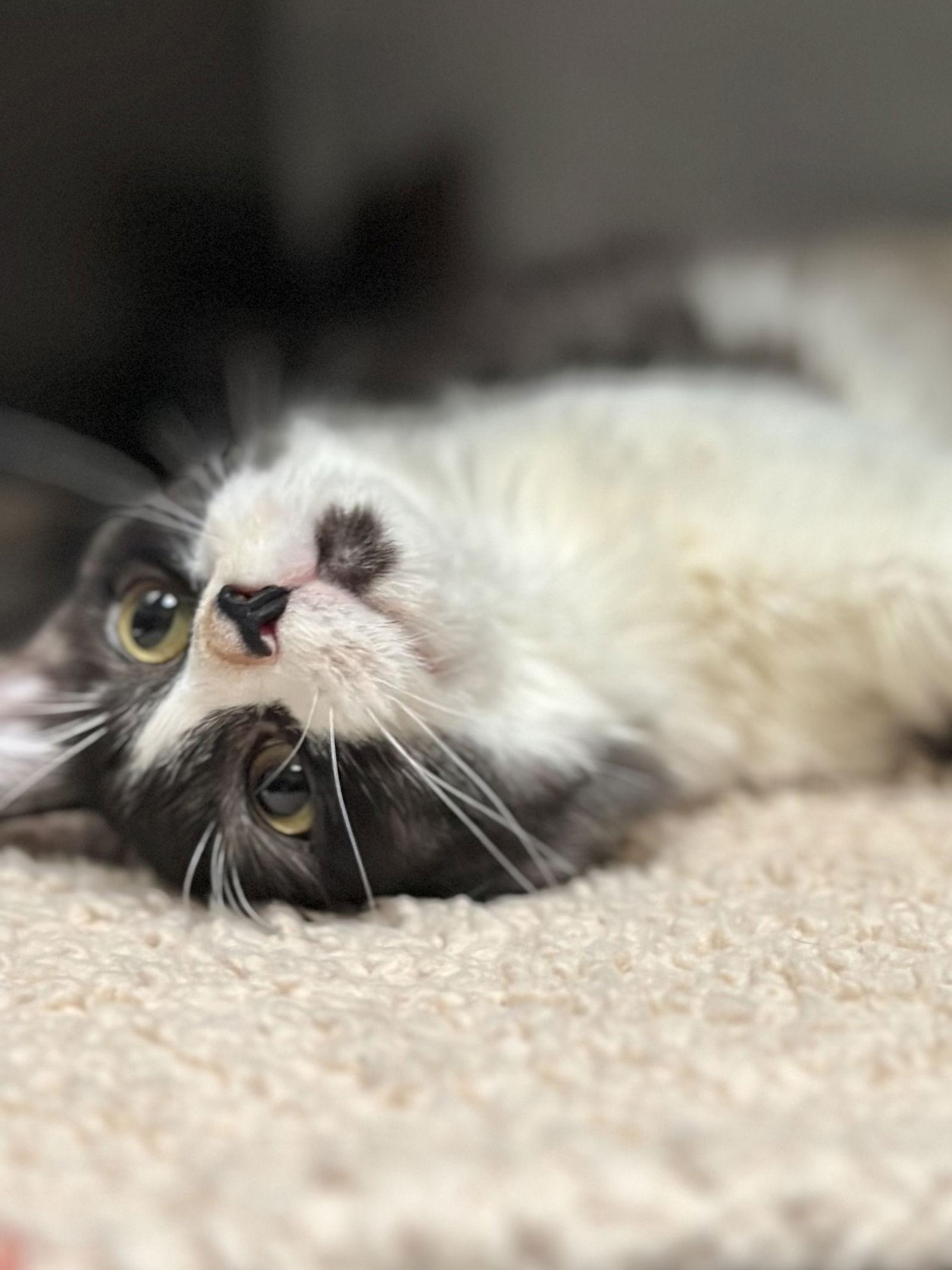 Enlarge Fumble and Stumble -- Cerebellar Hypoplasia, a Adoptable mixed breed in Pittsburg, CA image 3/3