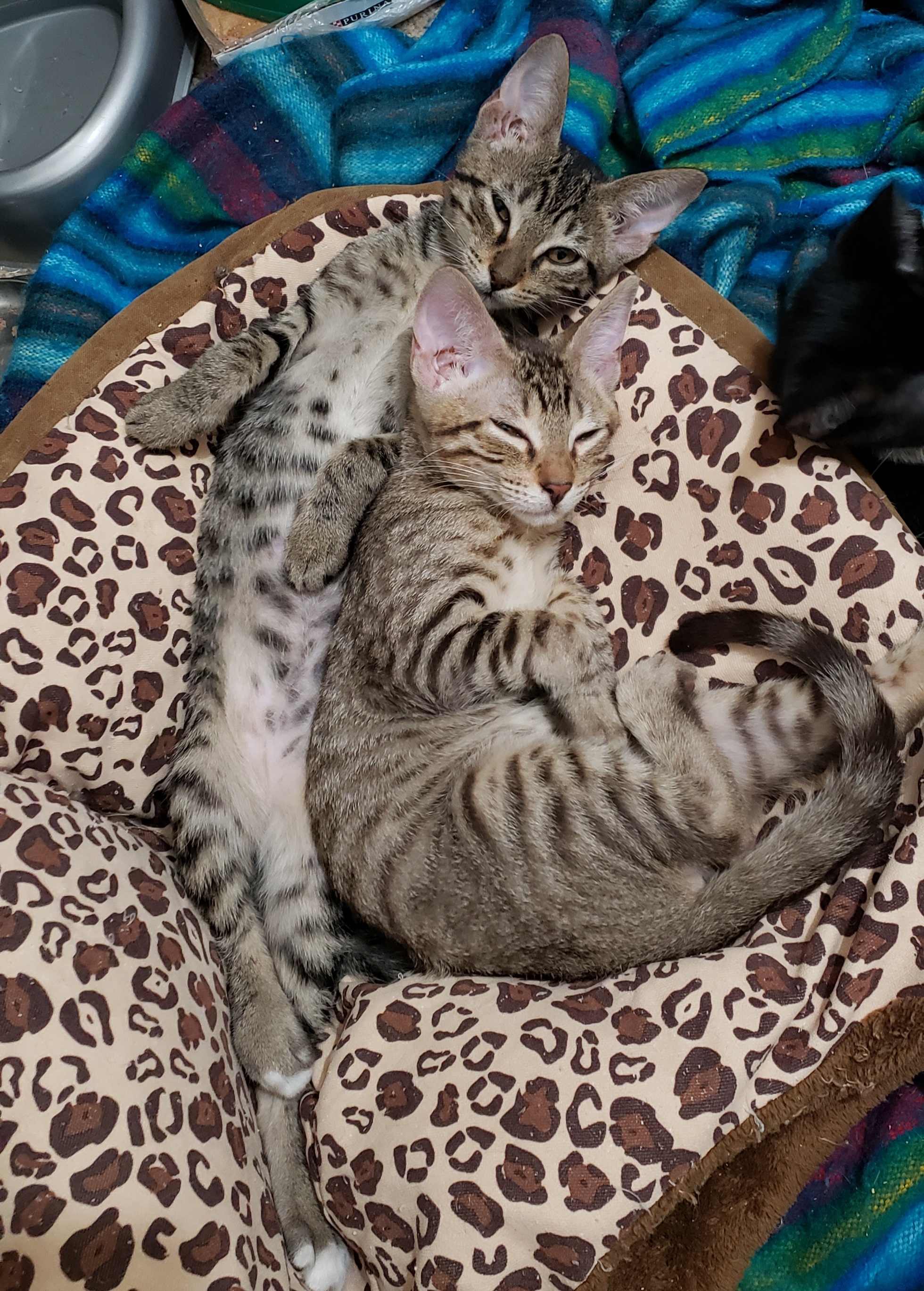 Enlarge Yuzu, a Adoptable Tabby in kingwood, TX image 1/3