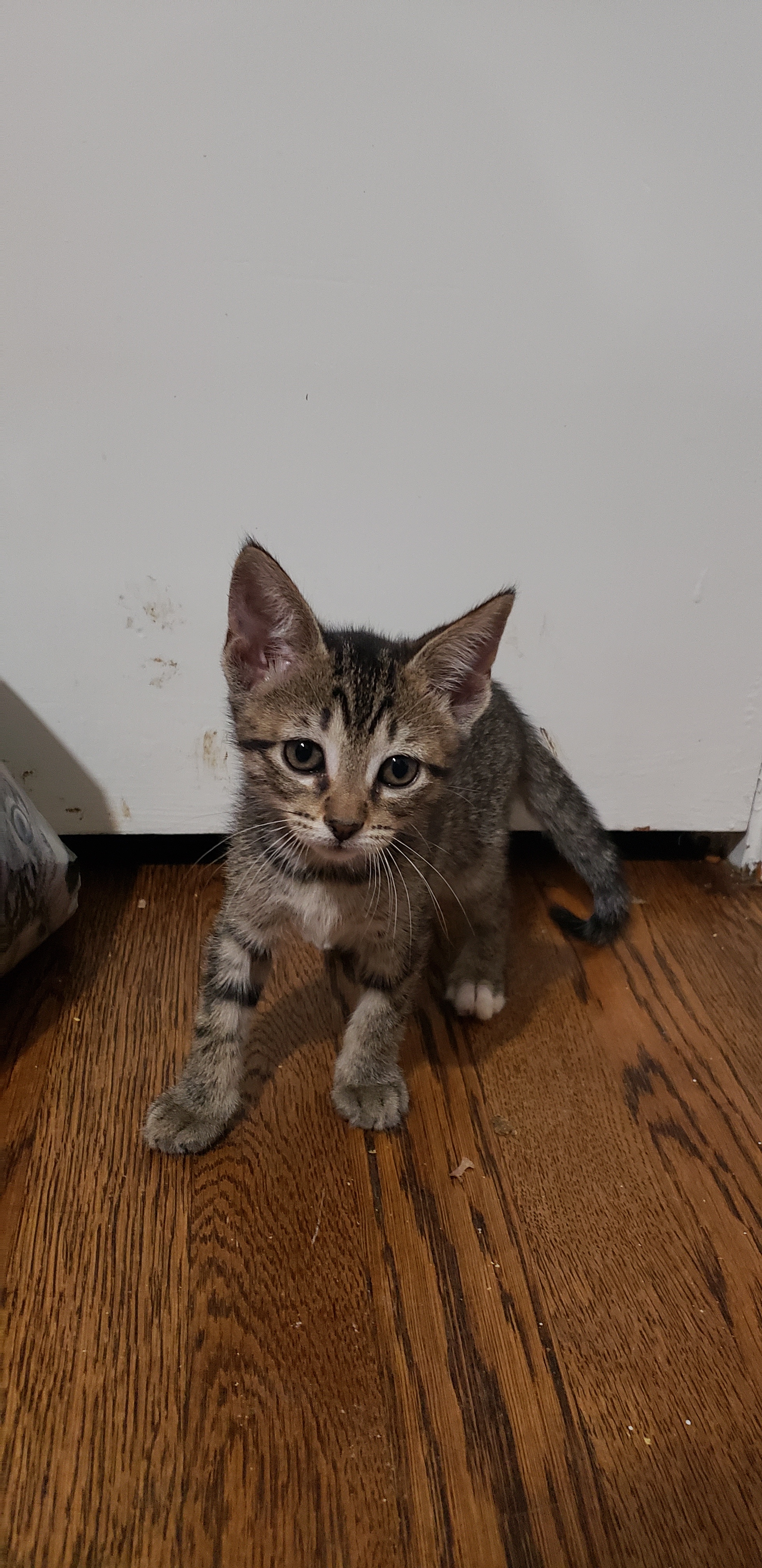 Enlarge Yuzu, a Adoptable Tabby in kingwood, TX image 2/3